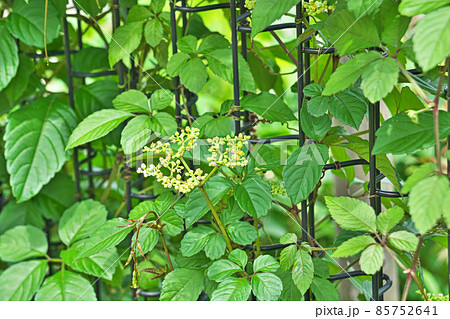 フェンスに巻き付いているヤブガラシの花 フェンスに巻き付いているヤブガラシの花 85752641