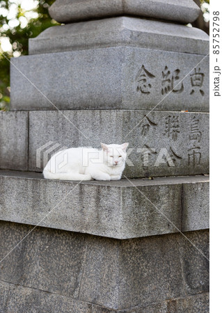 EOSR6.広島市内、居眠り猫。 85752798
