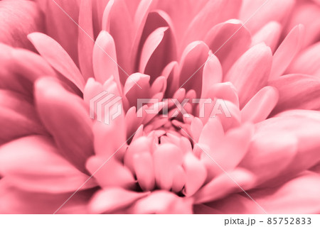 Retro art, vintage card and botanical concept - Abstract floral background, pink chrysanthemum flower. Macro flowers backdrop for holiday brand design Retro art, vintage card and botanical concept - Abstract floral background, pink chrysanthemum flower. Macro flowers backdrop for holiday brand design 85752833