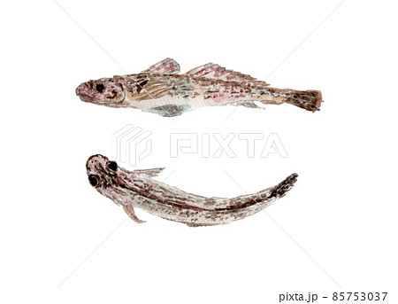 クツワハゼの水彩イラスト クツワハゼの水彩イラスト 85753037