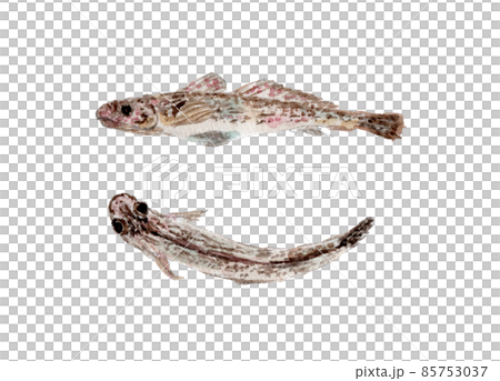 クツワハゼの水彩イラスト クツワハゼの水彩イラスト 85753037