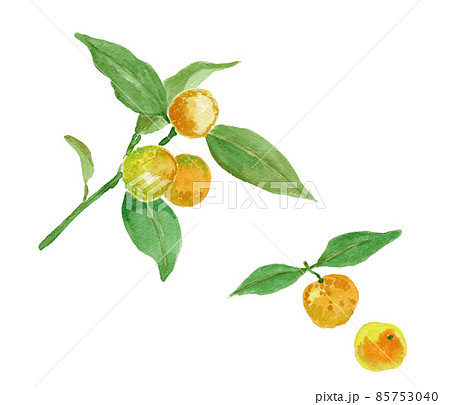 Citrus japonica キンカンの水彩イラスト Citrus japonica キンカンの水彩イラスト 85753040