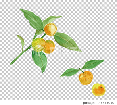 Citrus japonica キンカンの水彩イラスト Citrus japonica キンカンの水彩イラスト 85753040