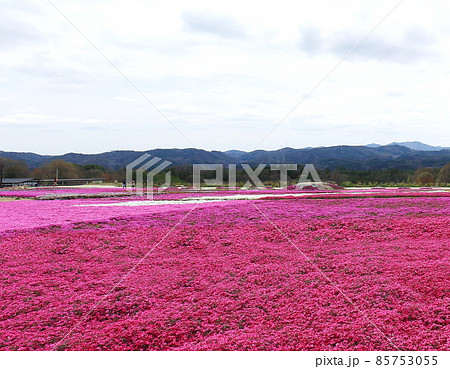 花畑 花夢の里 花畑 花夢の里 85753055