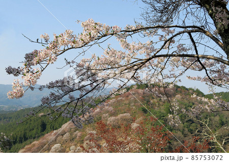 吉野山　桜 85753072