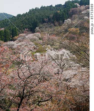 吉野山　桜 85753089