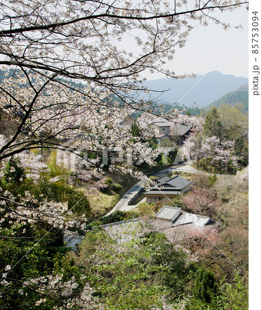 吉野山 桜 吉野山 桜 85753094