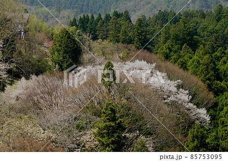 吉野山 桜 吉野山 桜 85753095