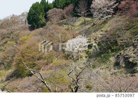 吉野山 桜 吉野山 桜 85753097