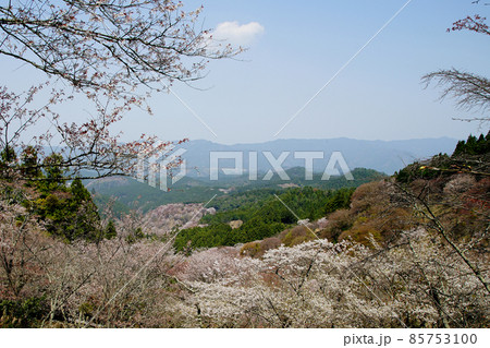 吉野山　桜 85753100