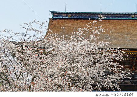 吉野山 桜 吉野山 桜 85753134