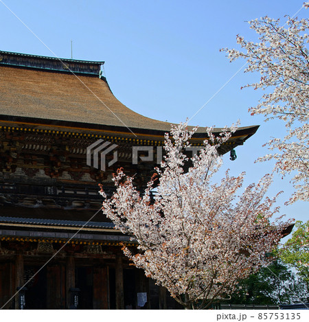 吉野山　桜 85753135
