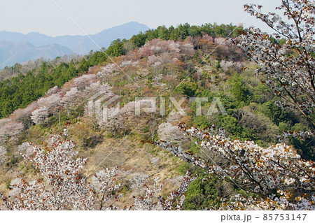 吉野山　桜 85753147