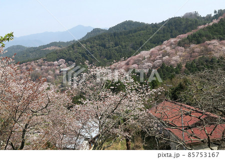 吉野山 桜 吉野山 桜 85753167
