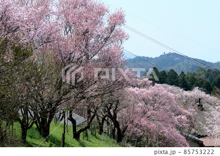 吉野山 桜 吉野山 桜 85753222
