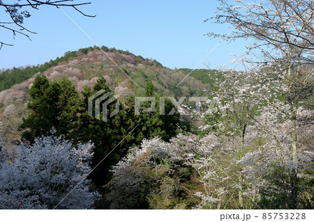 吉野山 桜 吉野山 桜 85753228