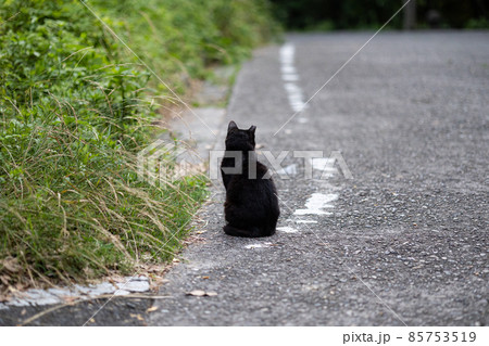 EOSR6.広島市内、黒猫の背中。 EOSR6.広島市内、黒猫の背中。 85753519