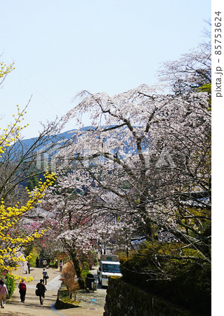 長谷寺 桜 奈良県 長谷寺 桜 奈良県 85753624