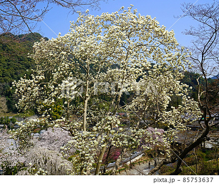 長谷寺　桜　奈良県 85753637