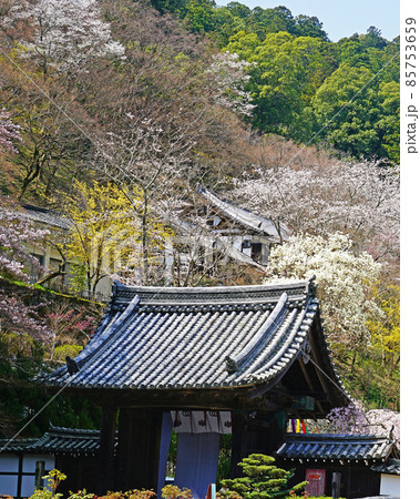 長谷寺　桜　奈良県 85753659