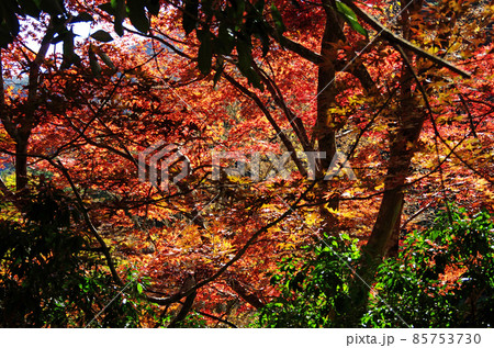 愛媛県滑床渓谷の鮮やかな紅葉 愛媛県滑床渓谷の鮮やかな紅葉 85753730