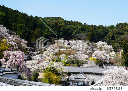 長谷寺　桜　奈良県 85753884