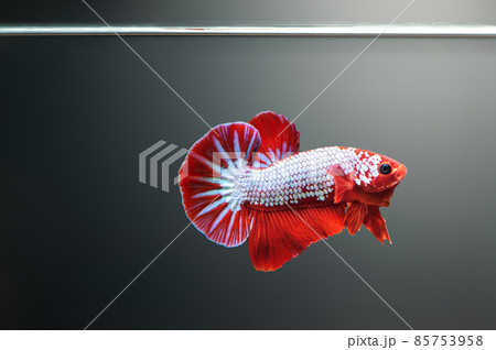 betta fish hellboy