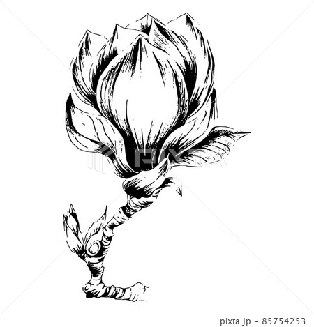 モクレンの花の手描きラインアート イラスト 85754253