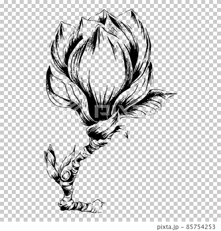 モクレンの花の手描きラインアート イラスト 85754253