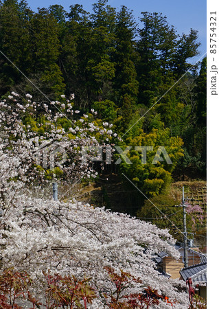 長谷寺 桜 奈良県 長谷寺 桜 奈良県 85754321
