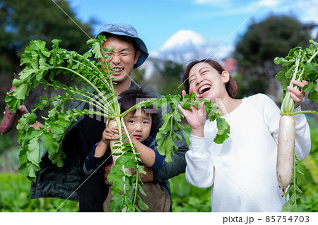 家族で芋掘り　薩摩芋　畑　収穫 85754703