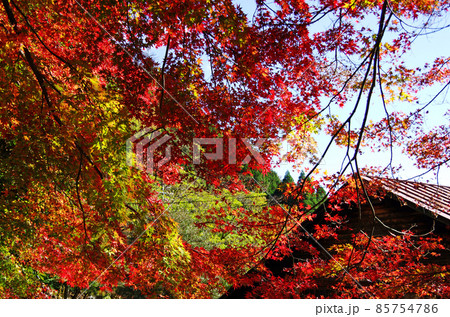 愛媛県滑床渓谷の鮮やかな紅葉 愛媛県滑床渓谷の鮮やかな紅葉 85754786