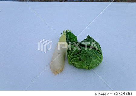 冬に雪の中で保存する野菜 雪下野菜 雪中保存 冬に雪の中で保存する野菜 雪下野菜 雪中保存 85754863