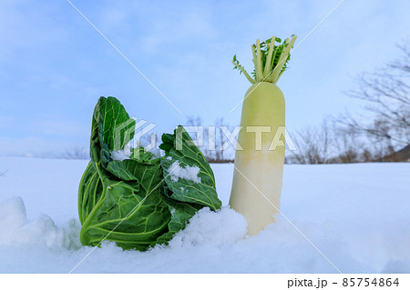 冬に雪の中で保存する野菜 雪下野菜 雪中保存 冬に雪の中で保存する野菜 雪下野菜 雪中保存 85754864