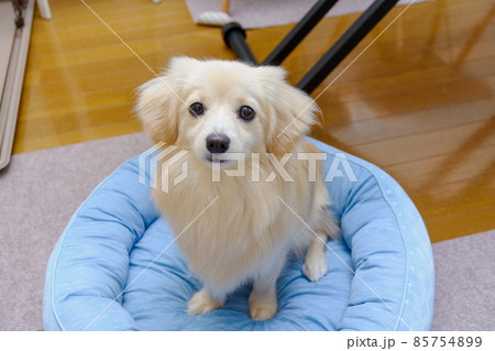 ミックス犬　ポメックス　おすわり 85754899