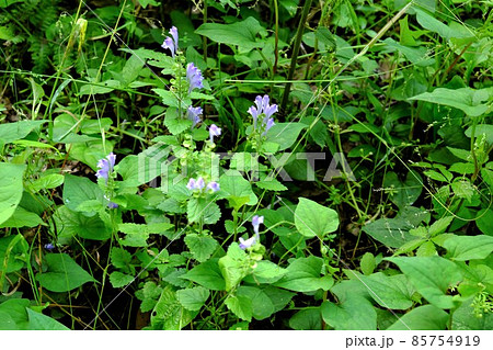 オカノタツナミソウの花　【相模原市津久井　5月】 85754919