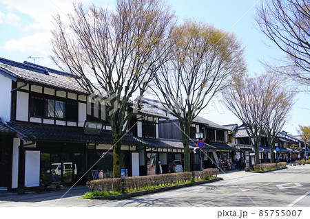 彦根城　桜　滋賀県 85755007