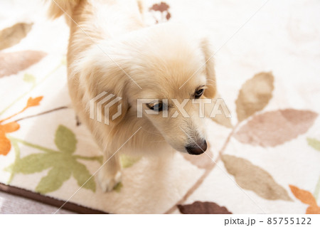 ミックス犬 ポメックス ミックス犬 ポメックス 85755122