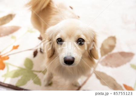 ミックス犬 ポメックス ミックス犬 ポメックス 85755123