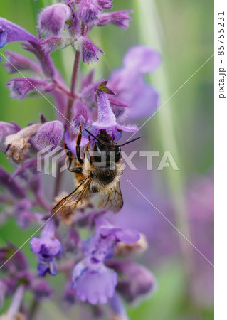 Vertical shot of a female red mason bee, Osmia rufa, enjoying the netar from pink flowers of catmint, Nepeata cataria 85755231