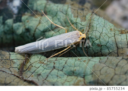 Closeup of the hoary footman moth , Eilema caniola, among dried leafs 85755234