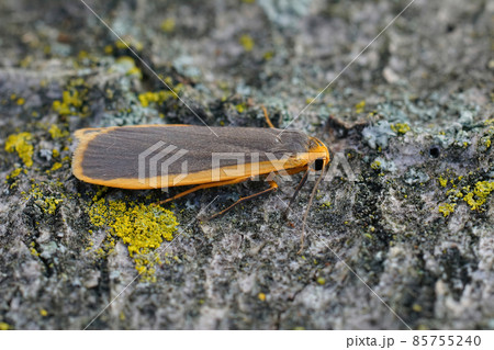 Closeup of the colorfull orange yellow, common footman moth, Manulea lurideola 85755240