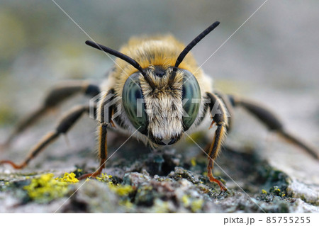 Frontal closeup on a male golden-tailed woodborer bee, Lithurgus chrysurus in Gard, France 85755255