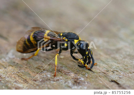 Detailed closeup of a potter wasp species , Ancistrocerus nigricornis Detailed closeup of a potter wasp species , Ancistrocerus nigricornis 85755256