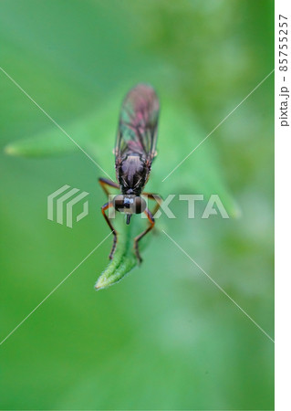 Vertical closeup of a Striped-legged Robber Fly, Dioctria hyalipennis against a green blurred background Vertical closeup of a Striped-legged Robber Fly, Dioctria hyalipennis against a green blurred background 85755257