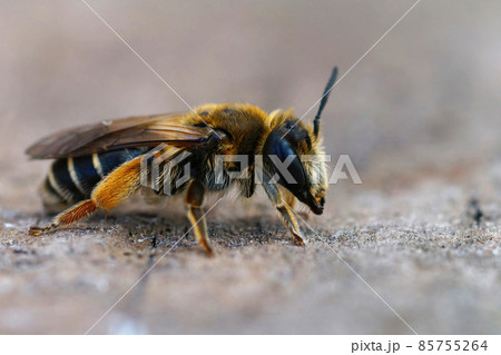 Closeup of the female of the Small Gorse mining bee, Andrena ovatula on a piece of bark Closeup of the female of the Small Gorse mining bee, Andrena ovatula on a piece of bark 85755264