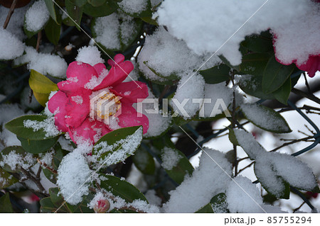 さざんか　雪 85755294