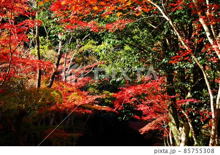 愛媛県滑床渓谷の鮮やかな紅葉群 85755308