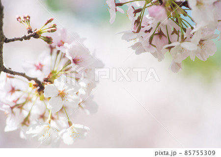 日本の春 さくら満開 85755309