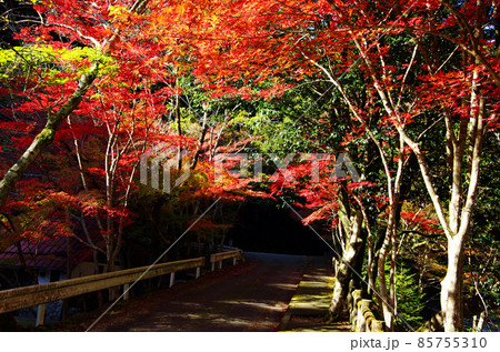 愛媛県滑床渓谷の鮮やかな紅葉のトンネル 85755310